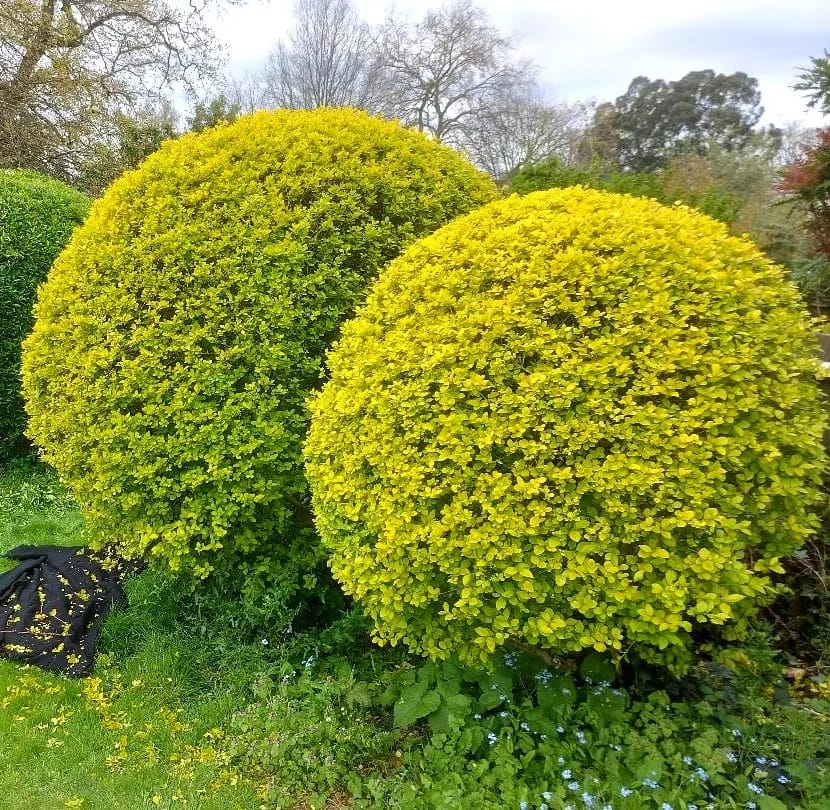 Gardening and green waste removal