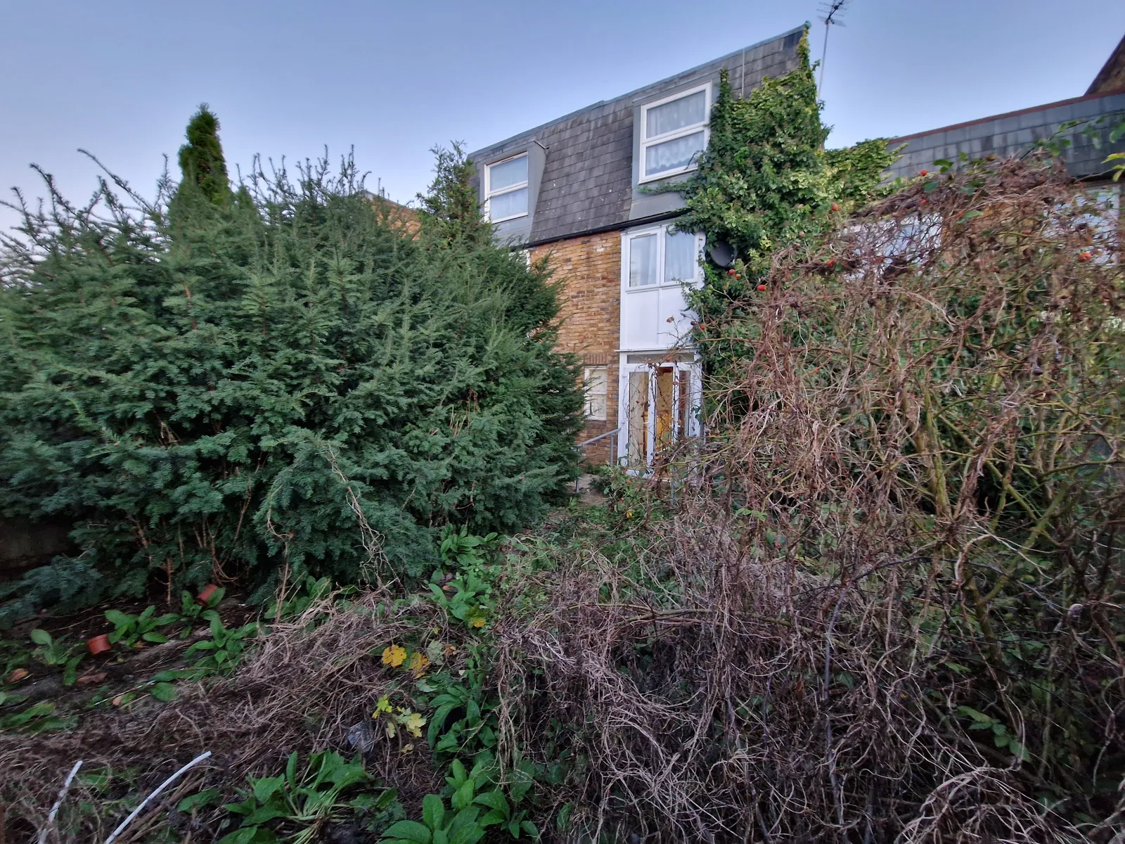 Before: the same garden, overgrown
